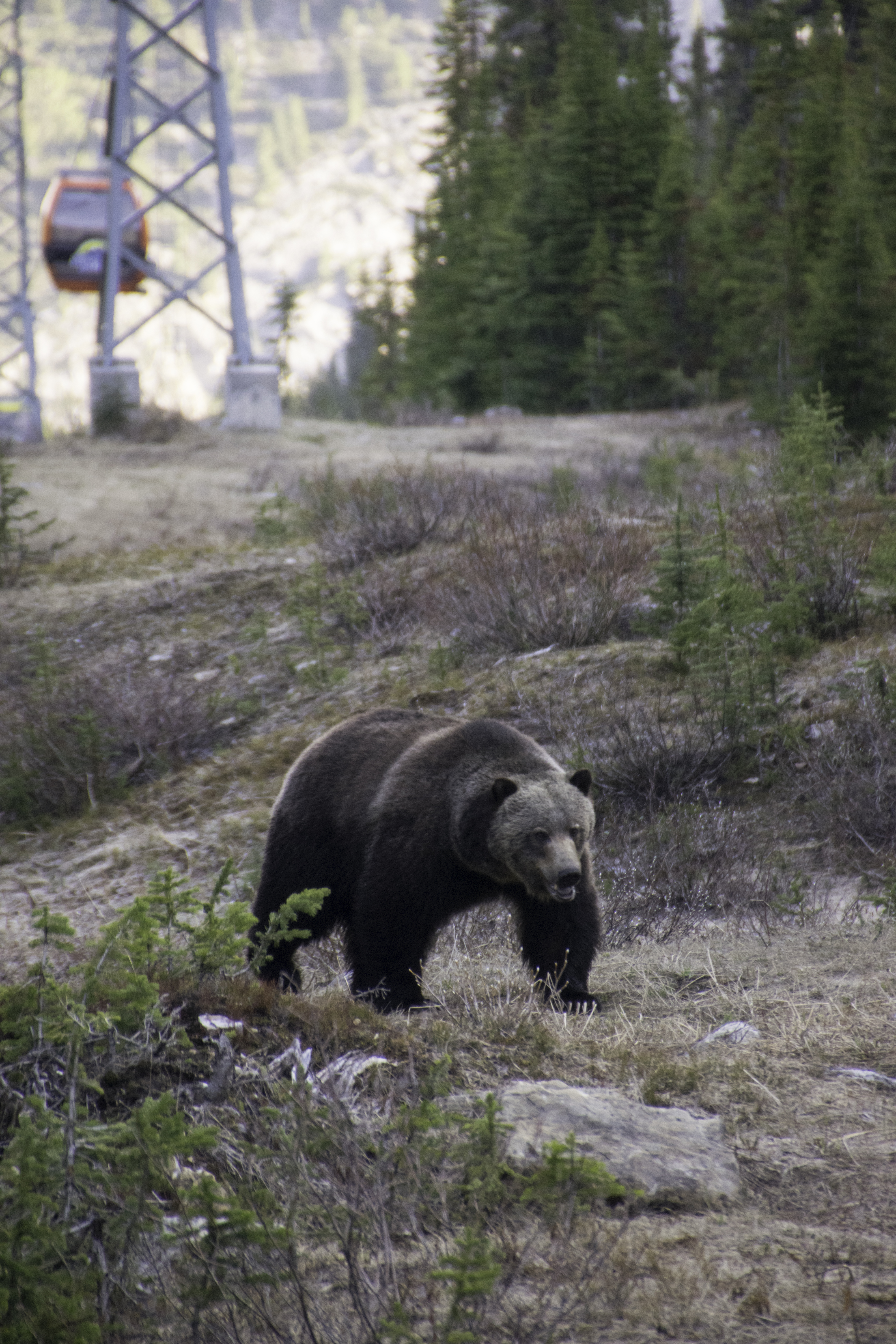 Legends of Banff National Park: The Boss and Split Lip Hero thumbnail