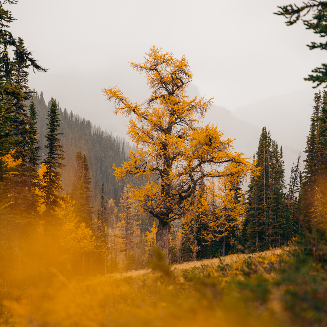 Larch Season in the Banff Sunshine Meadows Hero thumbnail